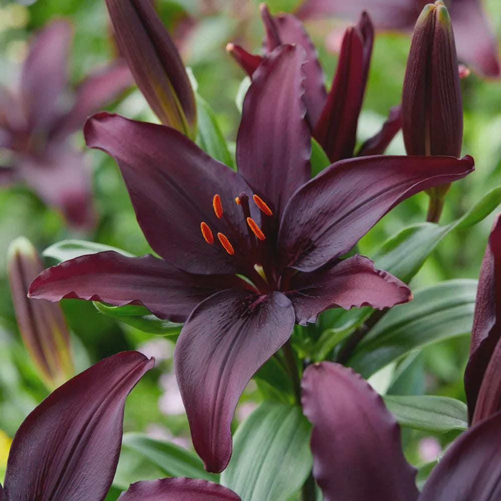 Lilium A 'blacklist' | Dark Asiatic Lily, Bold Cut Flower - Etsy