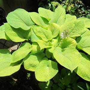 PRE-ORDER Fall Bareroot - Hosta &#39;City Lights&#39; | Medium-sized Golden Hosta | Flowering Shade Perennial | Slug Resistant | Sun Tolerant