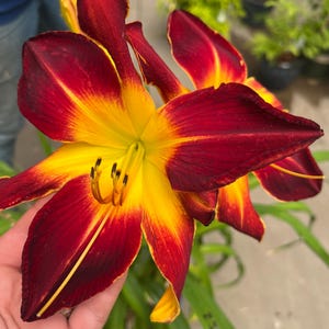 PRE-ORDER Fall Bulbs - Hemerocallis &#39;Ruby Spider&#39; | Unique Orange and Red Daylily | Deer-Resistant | Summer Bloomer | USDA Zones 3–9