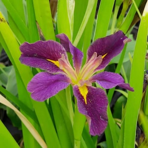 PRE-ORDER Fall Bulbs - Iris louisiana 'Spicy Cajun' | Hybrid Louisiana Iris | Elegant Summer Blooming | USDA Zones 4–9