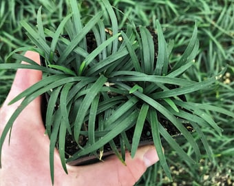 Semi Erba Mondo Nigrescens Nero - Pacco Da 5 Semi Per Prato Decorativo - Foto 9