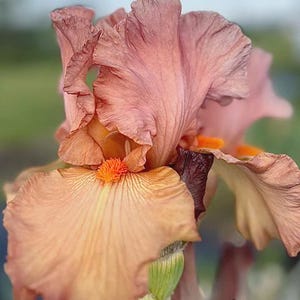 PRE-ORDER Fall Bulbs - Iris &#39;Copper Classic&#39; | Bearded Iris | Reblooming Perennial | 1 bareroot rhizome | USDA Zones 3–9