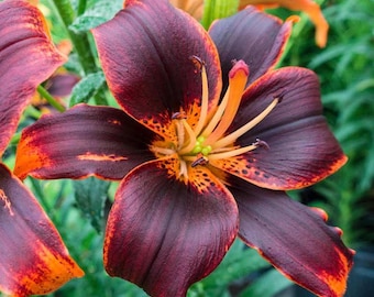 Lilium A 'Forever Susan' | Bicolor Asiatic Lily, Bold Unique Cut Flower