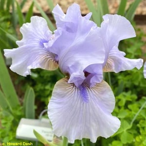PRE-ORDER Fall Bulbs - Iris 'August Treat' | Bearded Iris | 1 bareroot rhizome | USDA Zones 3–9