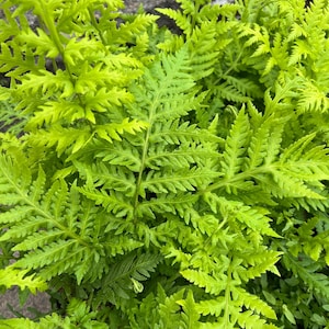 May include: A close-up of a cluster of bright green ferns with delicate fronds.