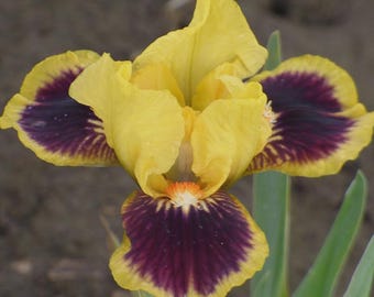 Iris 'Thunderegg' | Dwarf Bearded Iris - 1 bareroot rhizome