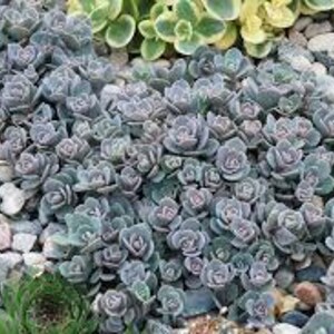 May include: A close-up of a ground cover plant with small, round, gray-green leaves. The plant is growing in a bed of small, gray rocks.