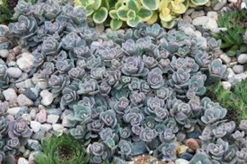 May include: A close-up of a ground cover plant with small, round, gray-green leaves. The plant is growing in a bed of small, gray rocks.