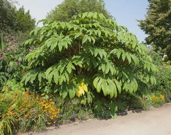 Tetrapanax papyrifer 'Rex' | Chinese Rice Paper Plant