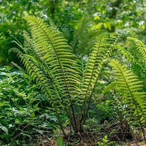 May include: A close-up of a lush green fern plant with delicate fronds growing in a forest setting.