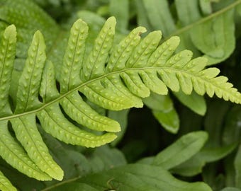 Polypodium vulgare | Common Polypody Fern, Evergreen - 3.5” pot