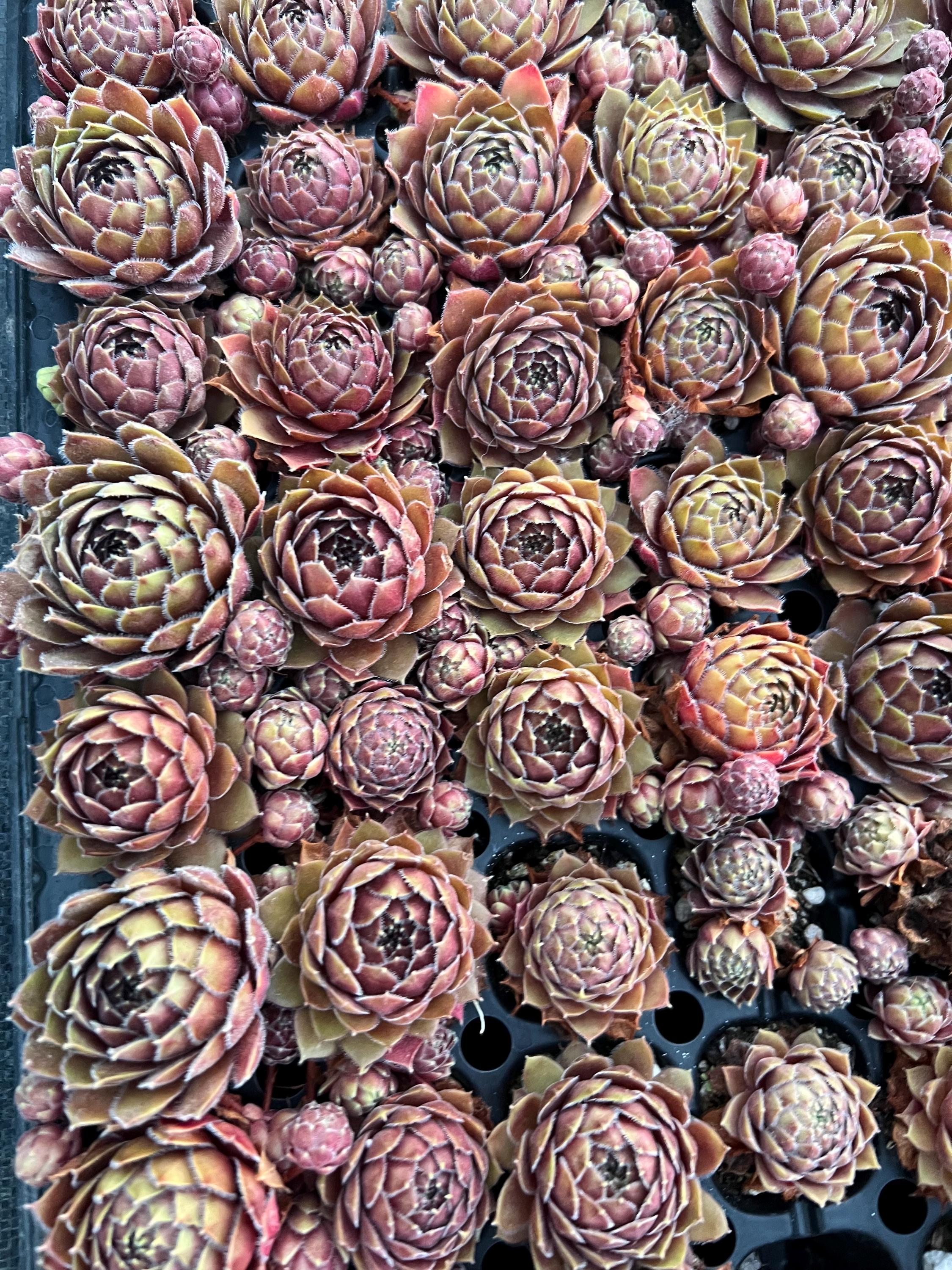 Sempervivum 'dea' | Color Changing Hens and Chicks Succulent - Etsy