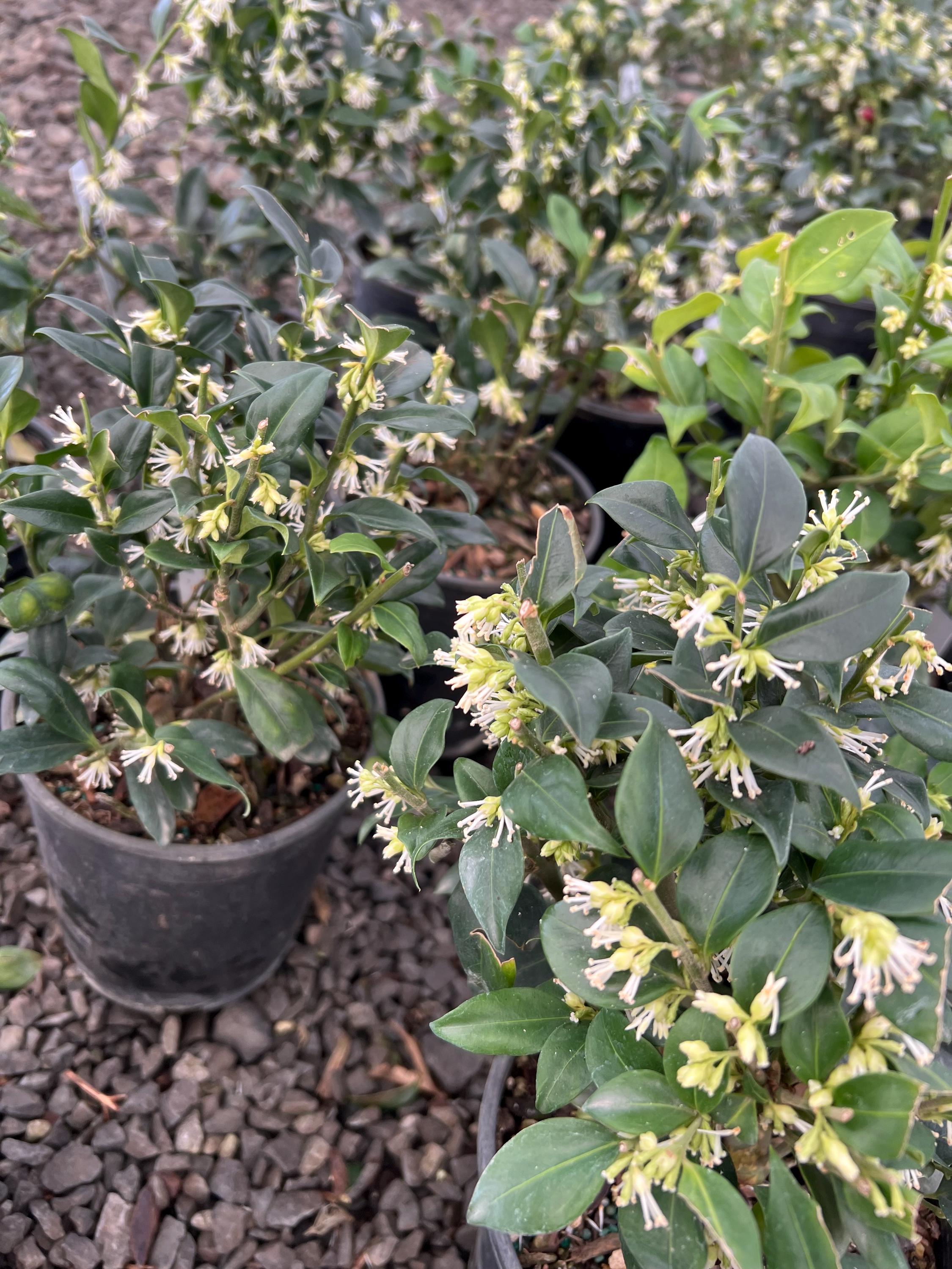 Sarcococca Ruscifolia | Fragrant Sweet Box, Evergreen Shrub - 1 Gallon Pot  - Etsy