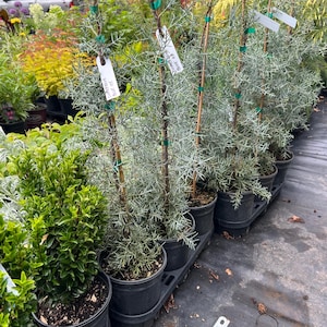 Cupressus arizonica 'Blue Ice' | Arizona Cypress, Evergreen Conifer - 1 gallon pot