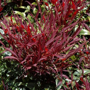 May include: Close-up of a vibrant plant with striking red leaves. The leaves are long and slender, creating a textured appearance. The plant is surrounded by green foliage, providing a contrasting backdrop. This image showcases a decorative plant.
