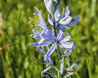 Puede incluir: Un tallo alto de Camassia quamash con múltiples flores de color azul claro en forma de estrella, cada una con seis pétalos alargados. El racimo floral muestra estambres prominentes con puntas amarillas que se extienden hacia afuera.