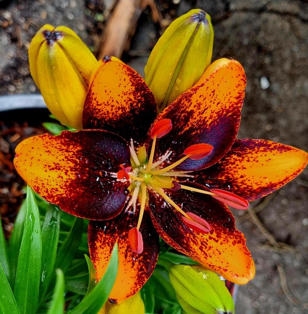 Lilium A 'trendy Las Palmas' | Compact Bi-color Asiatic Lily - Etsy