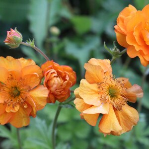 May include: Close-up of vibrant orange flowers with multiple petals and yellow centers. The flowers are in various stages of bloom, with some fully open and others as buds. Green foliage provides a soft background.