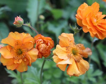 Geum 'Fire Storm' | Avens, Evergreen Perennial - 1 gallon pot