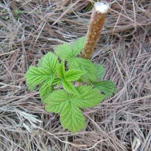 Puede incluir: Primer plano de una planta joven con hojas verdes brillantes que emergen de un tallo marr&oacute;n. La planta est&aacute; rodeada de paja seca y marr&oacute;n. Las hojas tienen una apariencia texturizada y veteada.