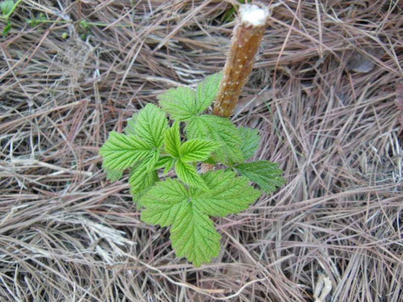 Puede incluir: Primer plano de una planta joven con hojas verdes brillantes que emergen de un tallo marr&oacute;n. La planta est&aacute; rodeada de paja seca y marr&oacute;n. Las hojas tienen una apariencia texturizada y veteada.