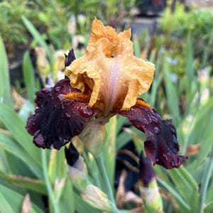 Iris 'Sun Devil' | Bearded Iris