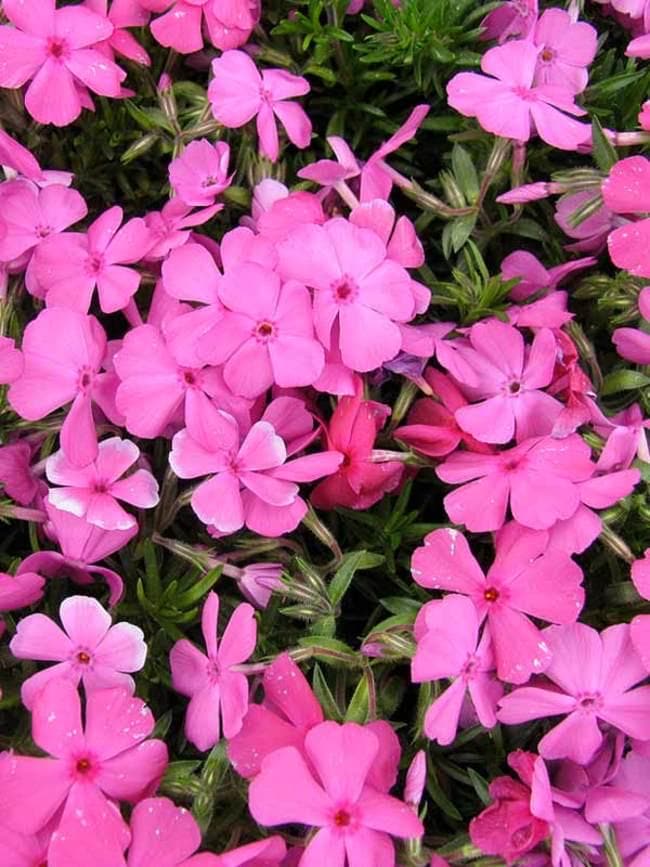 Phlox subulata 'McDaniel's Cushion' | Creeping Phlox | Evergreen Groundcover | Deer-Resistant | Spring Blooming | USDA Zones 3-9
