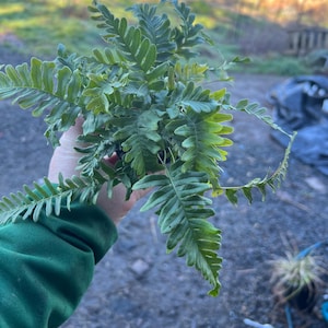 Polypodium vulgare 'Bifido Multifidum' | Common Polypody Fern, Evergreen - 3.5” pot