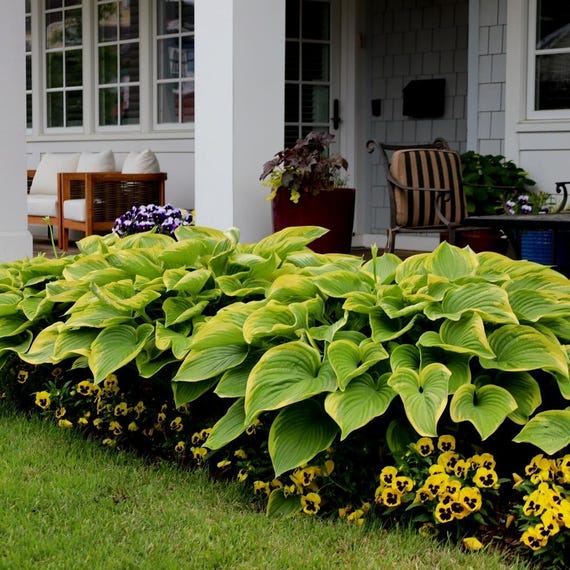 Hosta 'stained Glass' | Medium Large Variegated Plantain Lily - Etsy