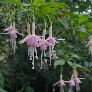 Fuchsia 'White Knights Pearl' | Hardy Fuchsia - 1 gallon pot