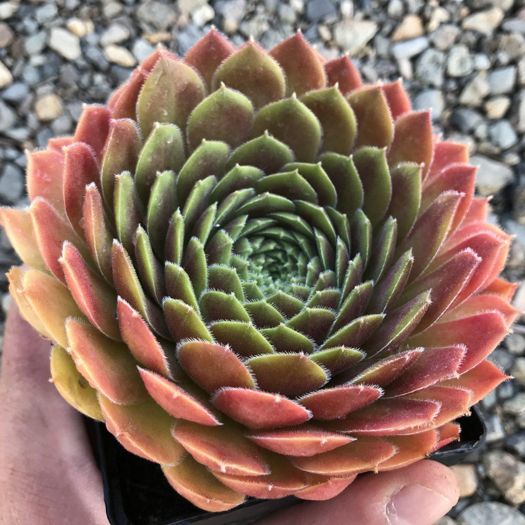 センペルビウム Dea Sempervivum 'dea' | Color Changing Hens and Chicks Succulent - Etsy