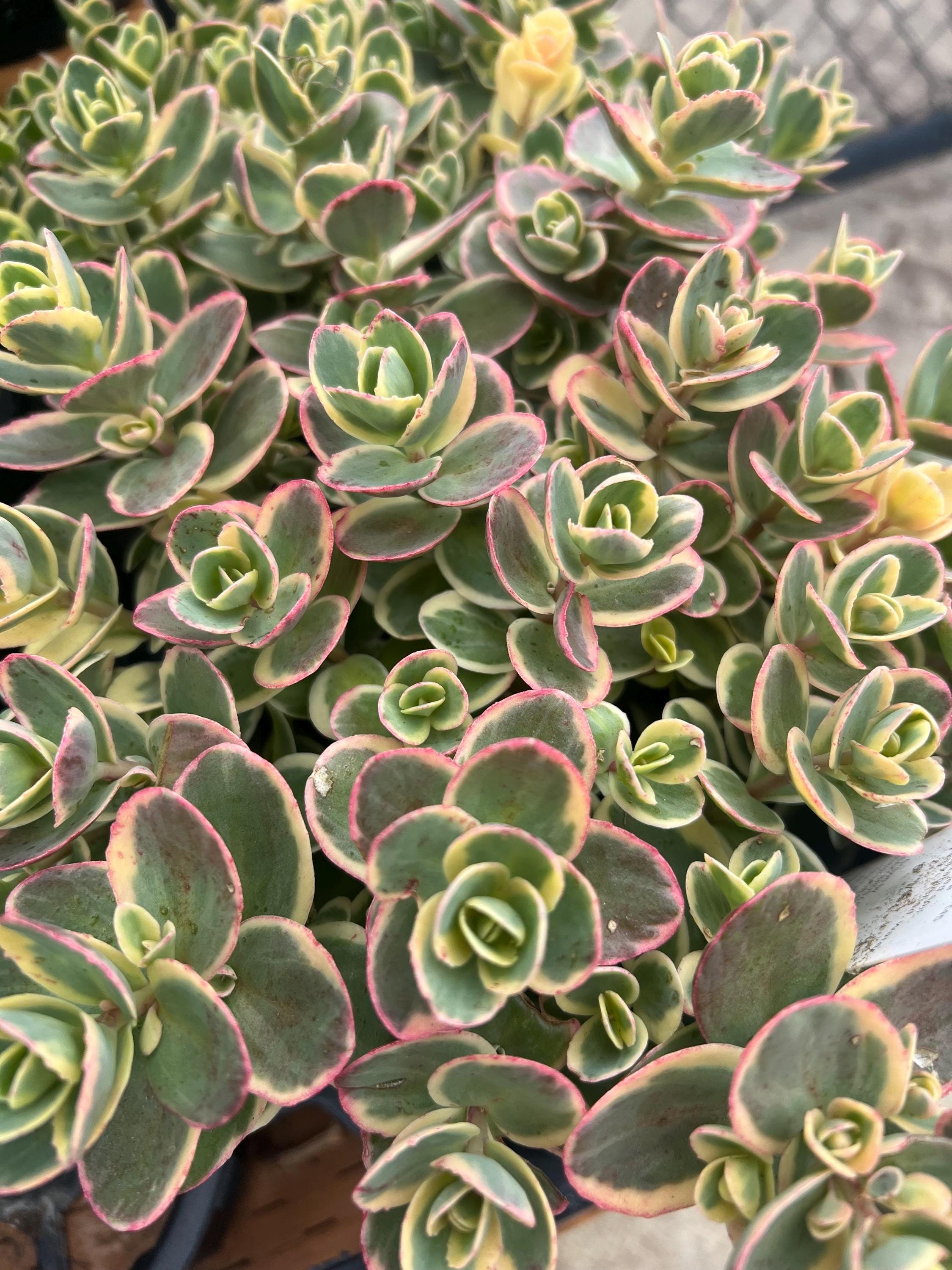 Sedum SUNSPARKLER 'lime Twister' | Variegated Foliage, Perennial