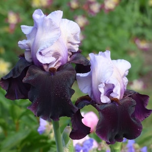 May include: Close-up of two iris flowers. The petals are a mix of light lavender and white, with deep purple near the base. The flowers have a ruffled appearance and are set against a blurred green and floral background.