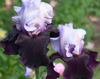 May include: Close-up of two iris flowers. The petals are a mix of light lavender and white, with deep purple near the base. The flowers have a ruffled appearance and are set against a blurred green and floral background.