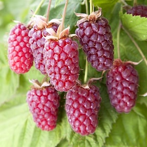 May include: Close-up of several ripe, dark red raspberries hanging from green stems with green leaves. The raspberries have a textured surface and are clustered together. The image is well-lit, highlighting the vibrant colors and details of the fruit.