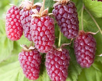 May include: Close-up of several ripe, dark red raspberries hanging from green stems with green leaves. The raspberries have a textured surface and are clustered together. The image is well-lit, highlighting the vibrant colors and details of the fruit.
