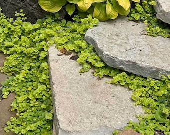 Lysimachia Nummularia 'aurea' | Golden Creeping Jenny, Trailing