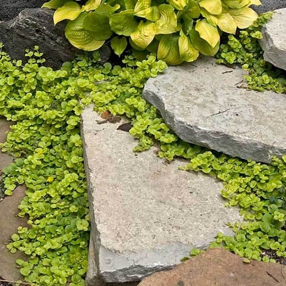 Lysimachia Nummularia 'aurea' | Golden Creeping Jenny, Trailing