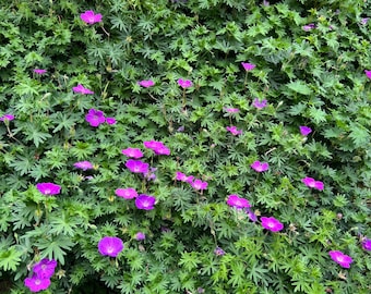 Geranium sanguineum | Bloody Cranesbill | Hardy Geranium