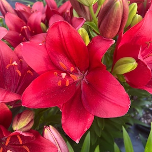 PRE-Order Fall Bulbs - Lilium &#39;Summer Scarlet&#39; | Compact Asiatic Lily | Bright Red Blooms | USDA Zones 3–9