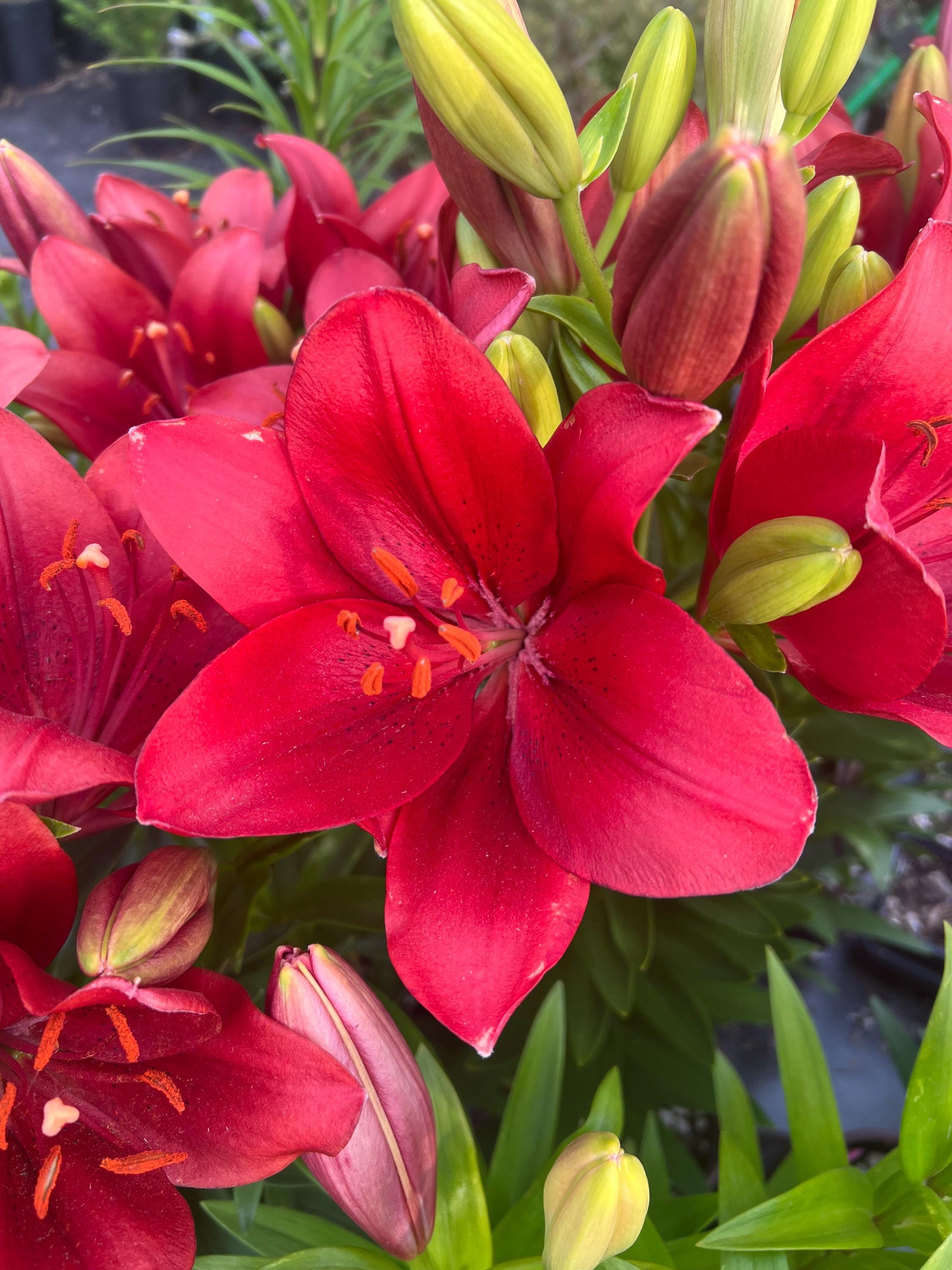 Lilium LA 'summer Scarlet' | Compact Asiatic Easter Lily Hybrid