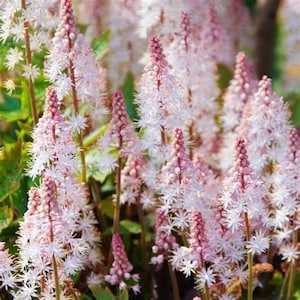 May include: Close-up of a cluster of pink and white flowers. The flowers have a tall, spiky shape with small, star-like petals. The stems are a dark brown colour, and the leaves are green. The overall effect is delicate and airy.