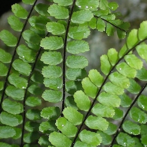 May include: Close-up of a fern with dark green fronds and small, rounded leaflets. The leaves are arranged in a symmetrical pattern, creating a visually appealing texture.