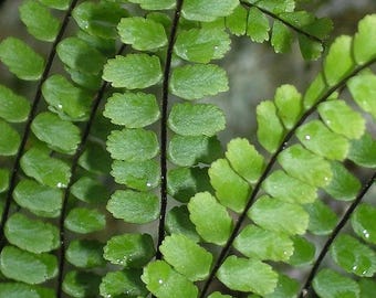 Asplenium trichomanes | Maidenhair Spleenwort, Unique Hardy Evergreen Fern