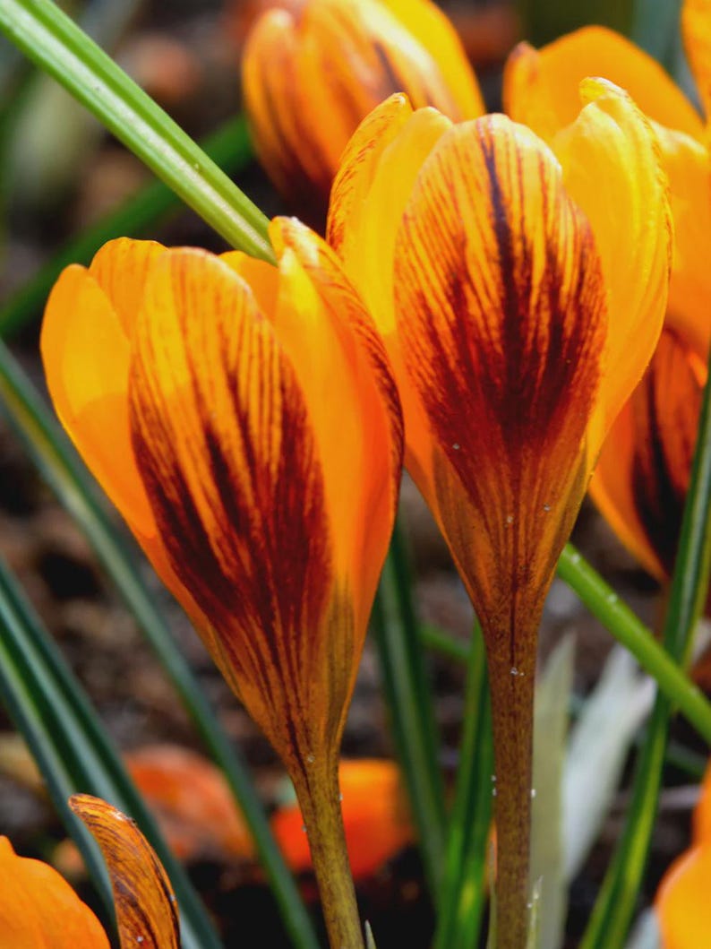 Crocus 'Orange Monarch' - Thumbnail 3