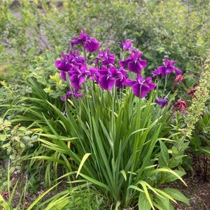 May include: A cluster of vibrant purple iris flowers in full bloom, set against a backdrop of lush green foliage. The flowers have delicate petals and are surrounded by long, slender green leaves. The scene is bathed in natural light.