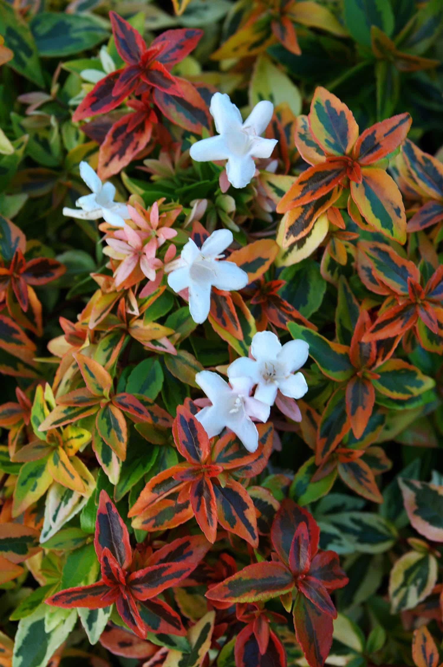 Abelia X Grandiflora 'kaleidoscope' | Multi-color Variegated