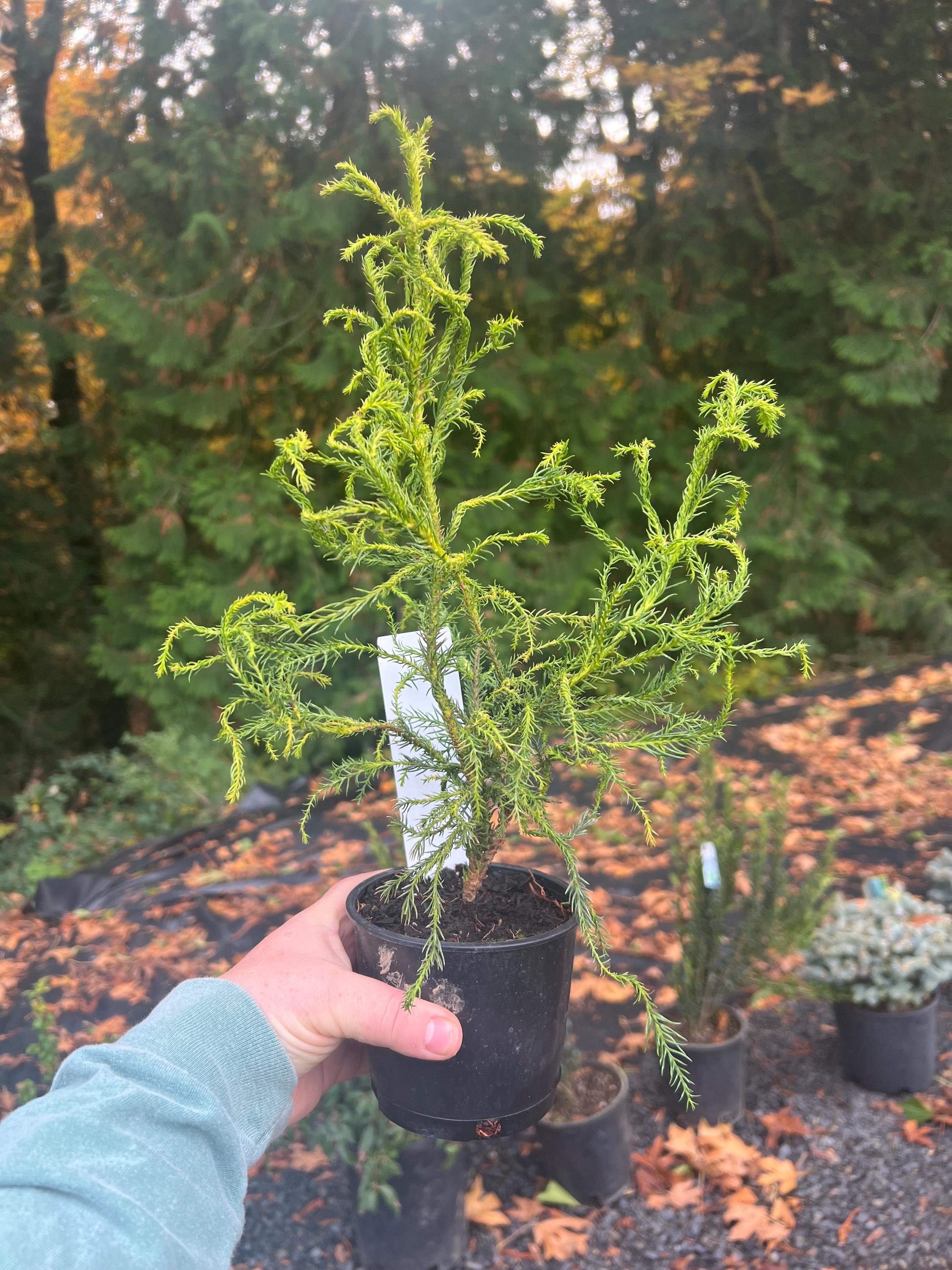 Cryptomeria Japonica 'spiraliter Falcata' | Japanese Cedar, Unique