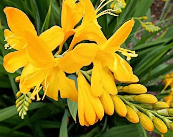 Crocosmia ‘George Davison’ | Golden-Yellow Montbretia