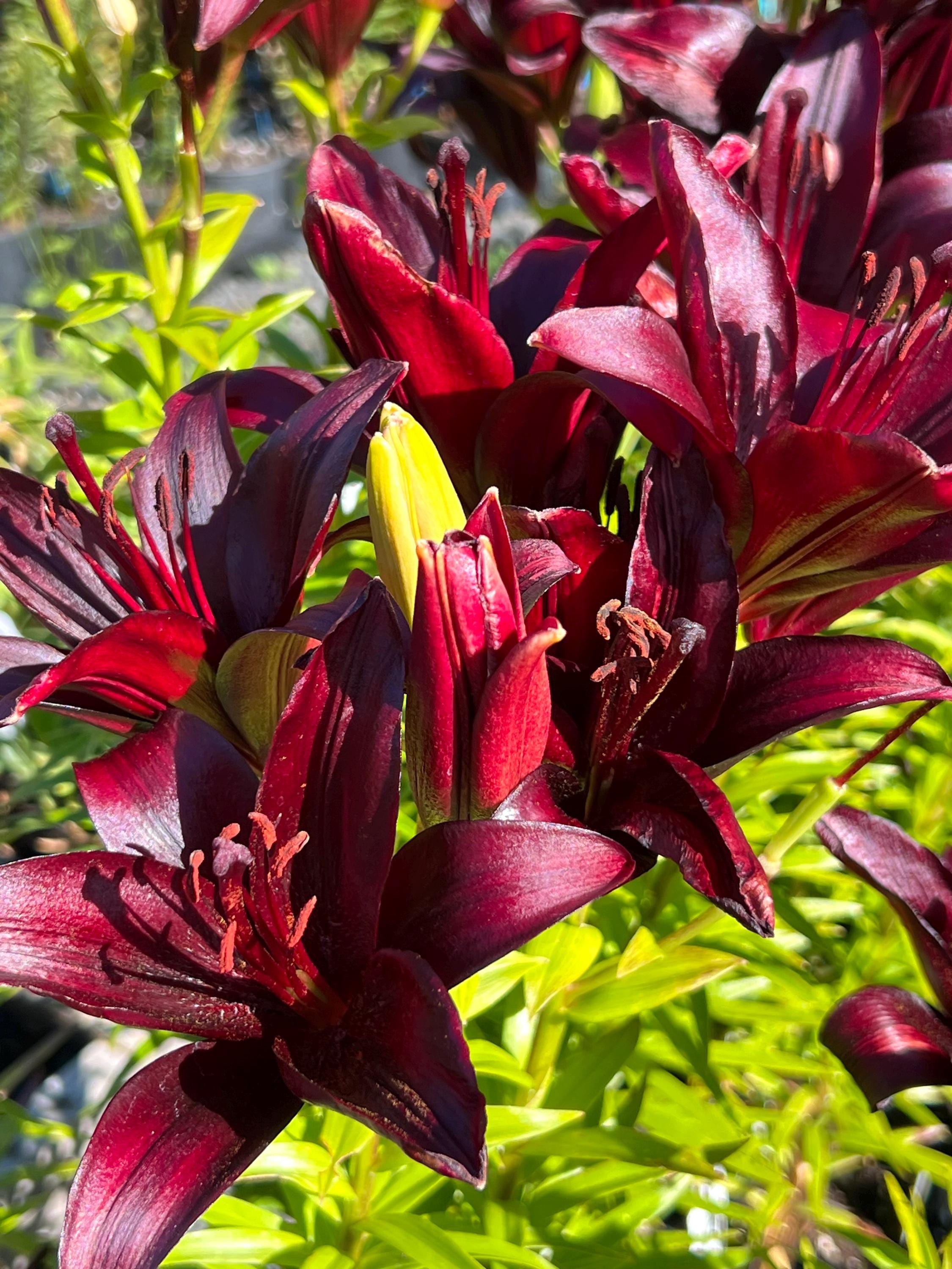 Lilium A 'blacklist' | Dark Asiatic Lily, Bold Cut Flower - Fall